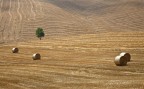...orciano...