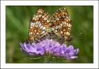 A100 - ISO400 - f14 - 1/200s - 90mm - mano libera