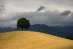 L'albero