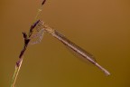 Platycnemis pennipes femmina allalba
Canon5D MII sigma180 f8 1/100" iso 200
C&C sempre graditi
Versione 1200Px http://img842.imageshack.us/img842/1766/img2312platycnemispenni.jpg

Ciao
Aldo