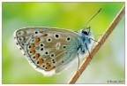 Licenide impettita