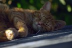 Sonno