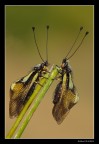...coppia di Ascalaphidae Lbelloides coccajus...