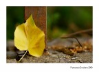 Scampoli d'Autunno...