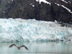 Alaska, ghiacciaio e gabbiano