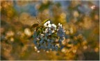 Fiori al tramonto