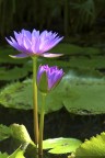 Pentax K20D + Tamron 70/300