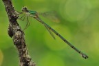 Lestidae