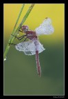 ...Sympetrum fonscolombii...