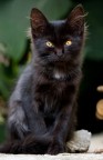 Golden Eyes