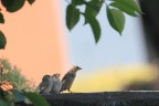 Passerotti