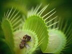 La pianta che mangia