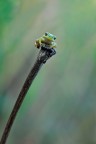 hyla sul podio