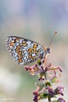 Versione ad alta risoluzione: http://img97.imageshack.us/img97/9720/mg01571200.jpg

Eos 40D + 100Macro f/2.8, f/11, 1/2 sec, iso 125, treppiede + plump

Commenti e critiche sempre ben accetti