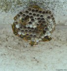 Nido di Vespe brrr..... Nido di Vespe brrr.....