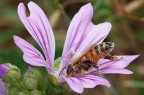 tutta incipriata