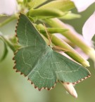 Farfalla PADANA?