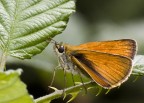 Thymelicus lineola