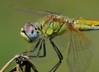 libellula