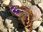 apaturia ilia