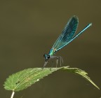 Damigella su foglia