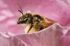 Halictus scabiosae immerso nel polline di un fiore in giardino.
MP-E65 flash f11 100iso

1600px http://img413.imageshack.us/img413/1505/14201600.jpg