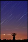 Albero e stelle