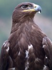 Uccelloni