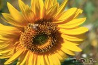 Modello fotocamera	Canon EOS 5D Mark II
Firmware	Firmware Version 2.0.7
Nome proprietario	Fabio Del Prete - BN
Modalit di scatto	Esposizione manuale
TV (Velocit otturatore)	1/200
AV (Valore diaframma)	8.0
Modalit di misurazione della luce	Misurazione media ponderata al centro
Velocit ISO	100
Obiettivo	EF24-70mm f/2.8L USM
Distanza focale	70.0mm
Dimensione immagine	5616x3744
