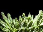 Cactus che ho fotografato come SECONDO esperimento col flash in remoto 

(Nikon D80, Tamron 90mm f2.8, Metz 48 af-1)