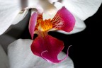 Orchidea fotografata come PRIMO esperimento col flash esterno usato in remoto

(Nikon D80. Tamron 90mm f2.8, Metz 48 af-1