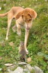 marmotta con il suo nuovo amico, nonch il mio migliore amico