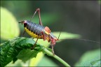 barbitistes sp.
