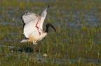 Ibis sacro