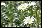 Nikon D90 + Sigma 105 mm Macro
F/5 - 1/1250s - ISO 200 - AF/A