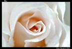 Nikon D90 + Sigma 105 mm Macro
F/4.5 - 1/1600s - ISO 200 - AF/A