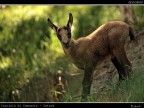 Camoscio # 5 - Cucciolo - [Introd]