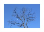 l'albero morto si sente piu' a proprio agio sulla luna...