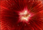 red star..