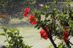 la pioggia e il fiore