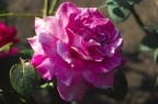 Una rosa virtuale per le visitatrici di questo forum