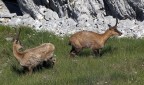 Camoscio #7 - Ci vediamo pi tardi