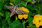 Falena notturna