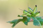 Coppia Chorthippus Scalaris