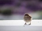 ...hai visto mia mamma???