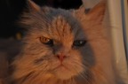 Il mio bellissimo gattone,,,,, semplicemente un modello nato.....e assai vanitoso...eccolo sul balcone di casa al tramonto.....(nikon d5000)