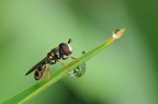 Paragus sp.
