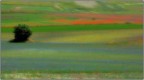 castelluccio 15.07 n. 1
