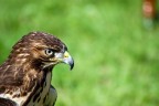 Falco
