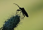 Silhouette